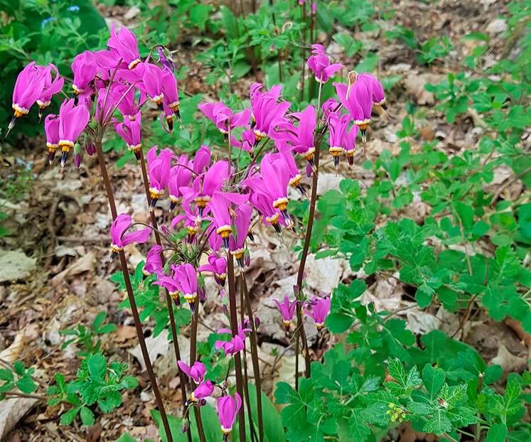 Shooting star and sumac. Photo by Susanne McRoberts.