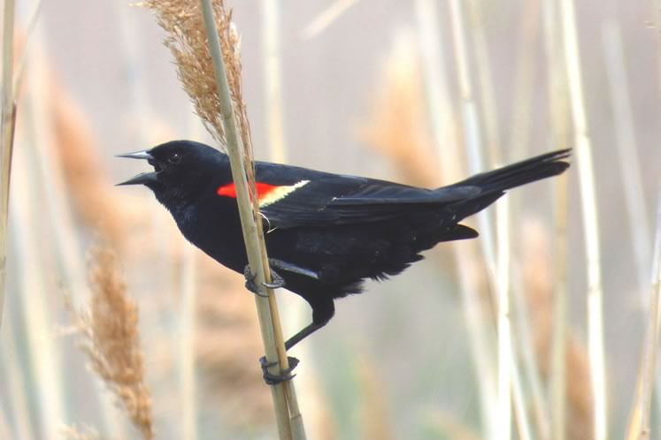Red-winged blackbird. Photo by Don Scallen.