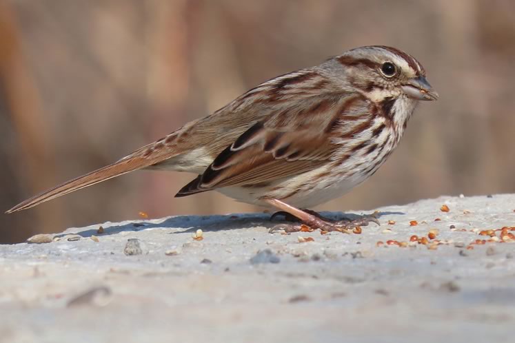 Song sparrow. Photo by Don Scallen.