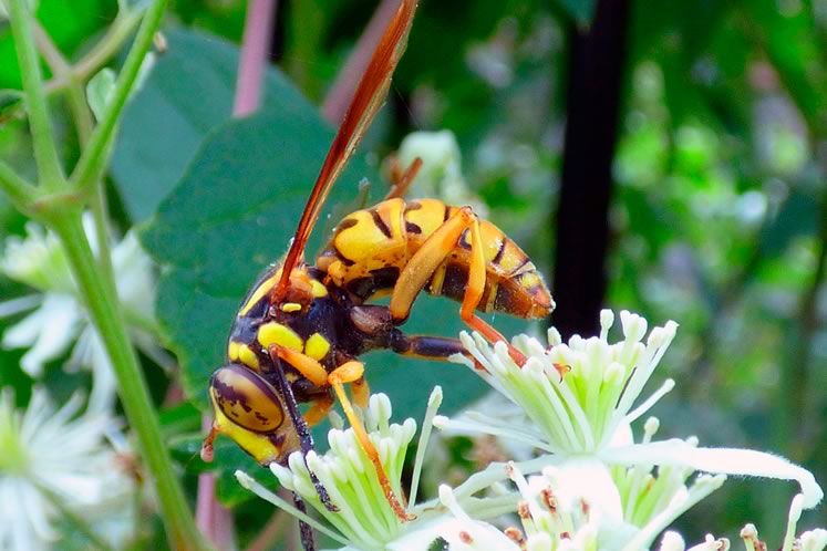Broad-banded hornet fly. Photo by don Scallen.