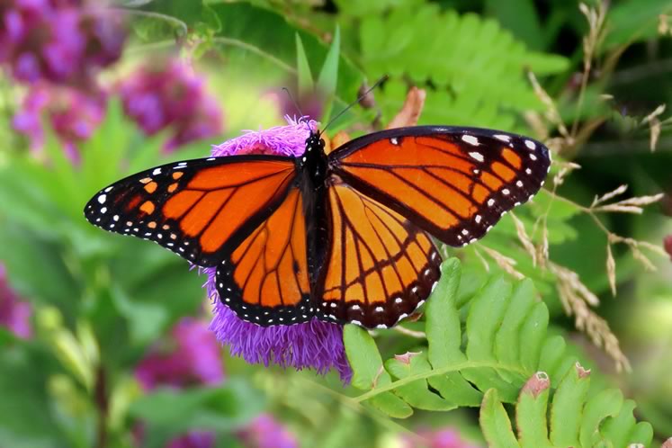 Composite photo showing a monarch butterfly (left) and the monarch-like mimicry of a viceroy butterfly (right). The similar colouring warns predators of their toxicity. Photo by don Scallen.