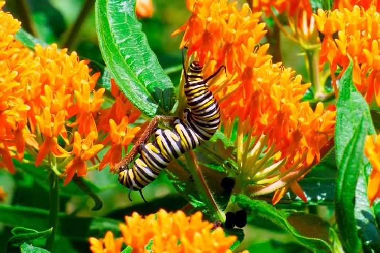 Monarch caterpillar. Photo by don Scallen.