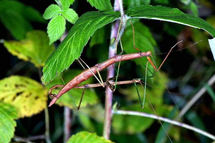 Northern walkingstick mating pair. Photo by don Scallen.