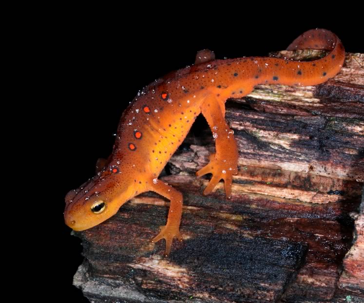 Red eft. Photo by don Scallen.