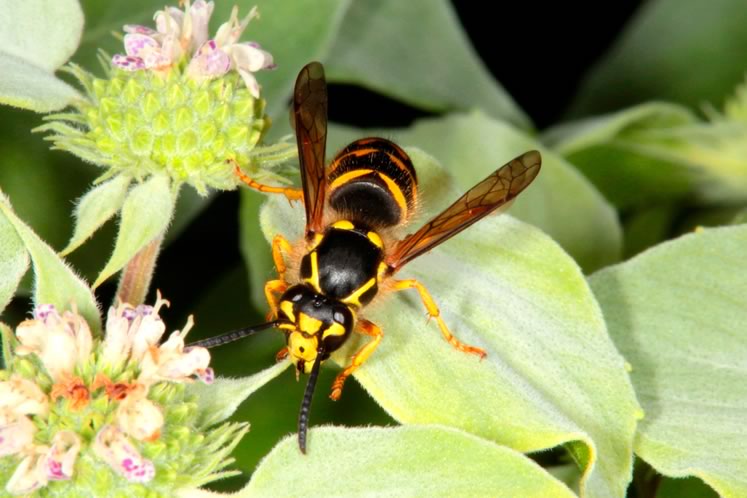 Yellow jacket wasp. Photo by don Scallen.