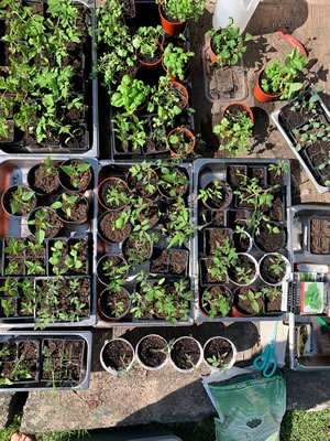 A collection of Emily Quinton’s spring seedlings before they’re planted in her raised garden beds or in Alton’s community garden. Photo courtesy Emily Quinton.