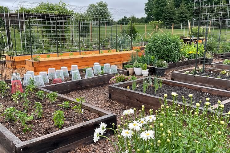 Gardening expert Julia Dimakos’s Mono garden features a formal design, walkways and raised beds – and simple mesh wastebaskets she uses to protect her seedlings from squirrels. Photo courtesy Julia Dimakos.