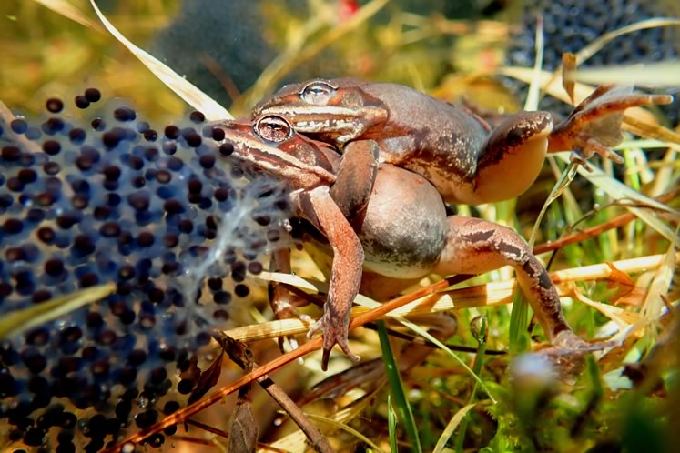 Wood frogs mating and wood frog eggs. Photo by Don Scallen.
