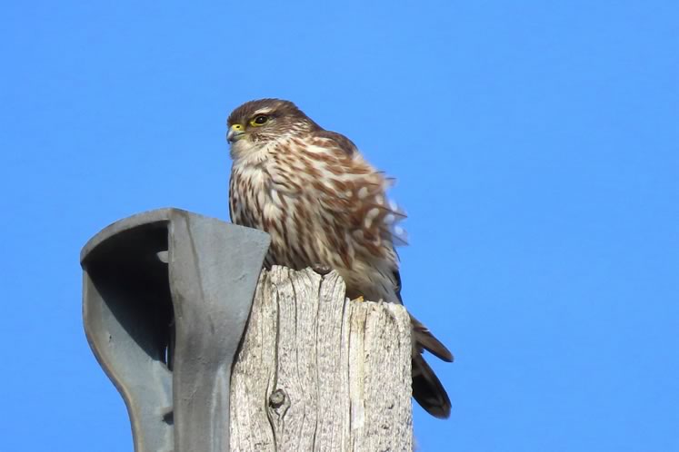 Merlin female atop utility pole in Georgetown. Photo by Don Scallen.