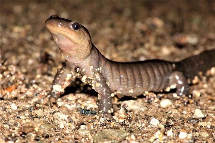 Jefferson salamander. Photo by Don Scallen.
