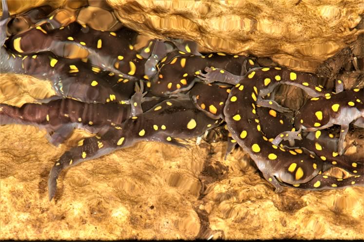 Spotted salamander mating aggregation. Photo by Don Scallen.