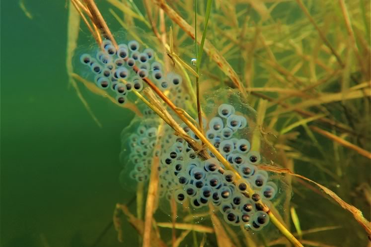 Spotted salamander eggs. Photo by Don Scallen.