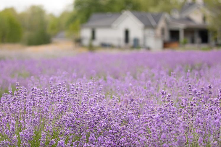 Lee Anne and Tom’s home looks over the field of 4,000 lavender plants which are at the heart of Lee Anne’s lavender business, Stonewell Farm. Allison Clark Photography.