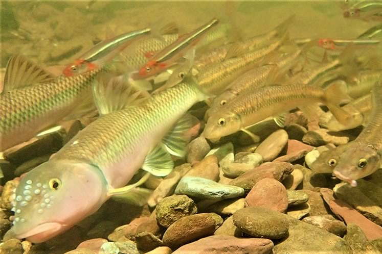 River chub male surrounded by smaller females, rosyface shiners also present. Photo by Don Scallen.