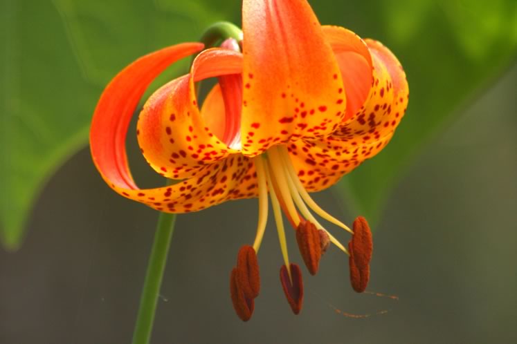 Michigan lily. Photo by Bob Noble.