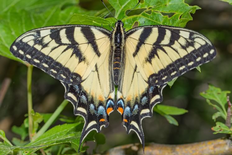 Tiger swallowtail. Photo by Bob Noble.