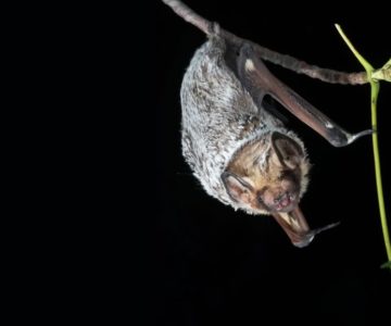 Hoary Bat. Photo by Brock Fenton.