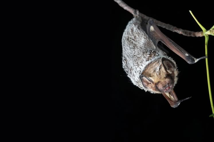 Hoary Bat. Photo by Brock Fenton.