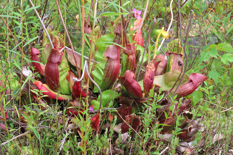 pitcher plant Ontario