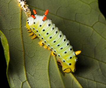 Promethea Moth Caterpillar - In The Hills