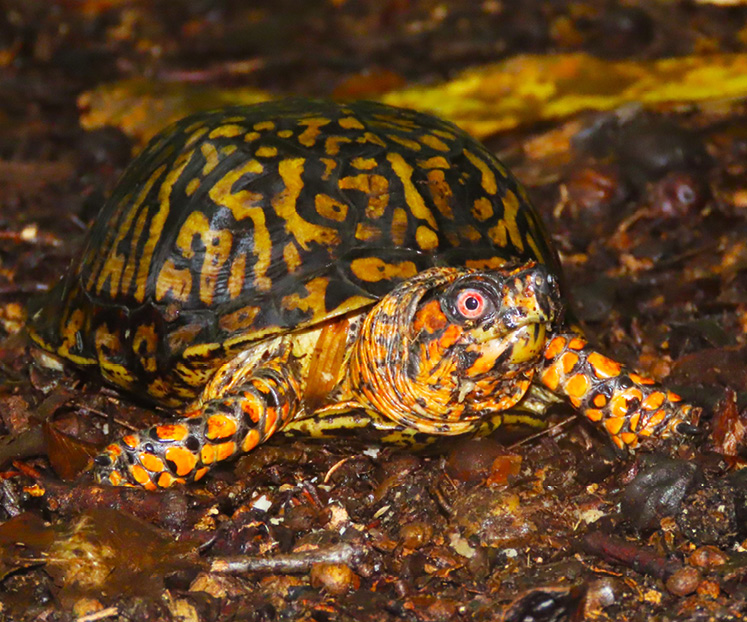 Eastern Box Turtle Illinois