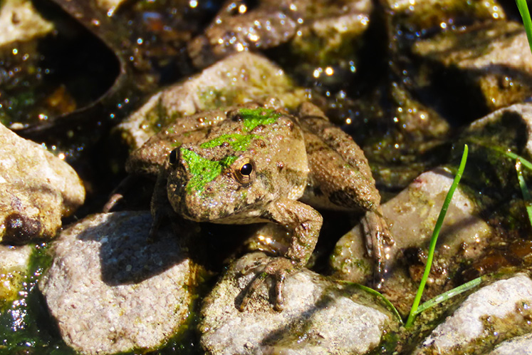 Northern Cricket Frog in the river