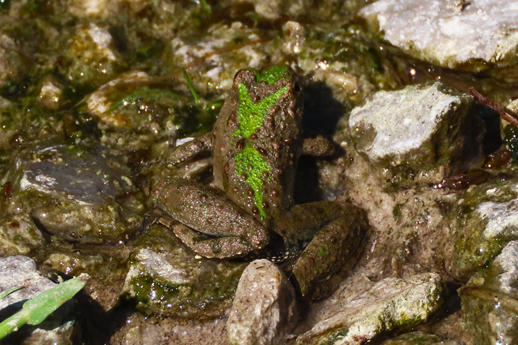 Northern Cricket Frog in river in Ontario