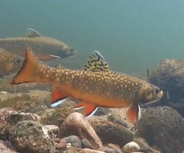 credit river brook trout