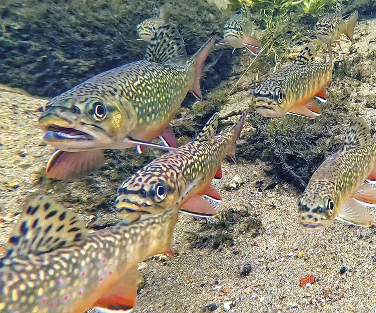 Live stream brook trout Caledon