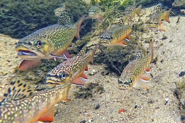 brook trout in caledon