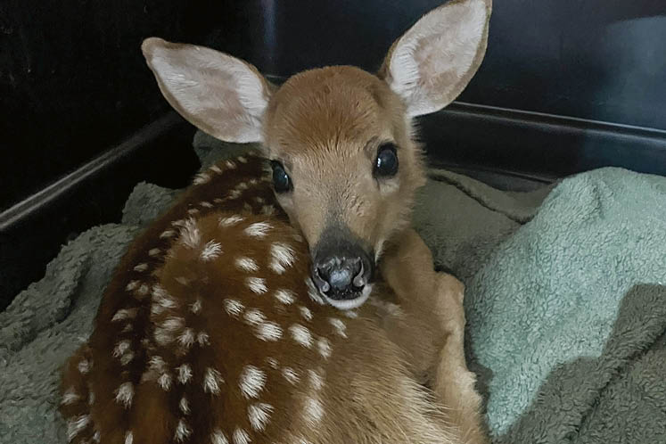 rescue baby deer