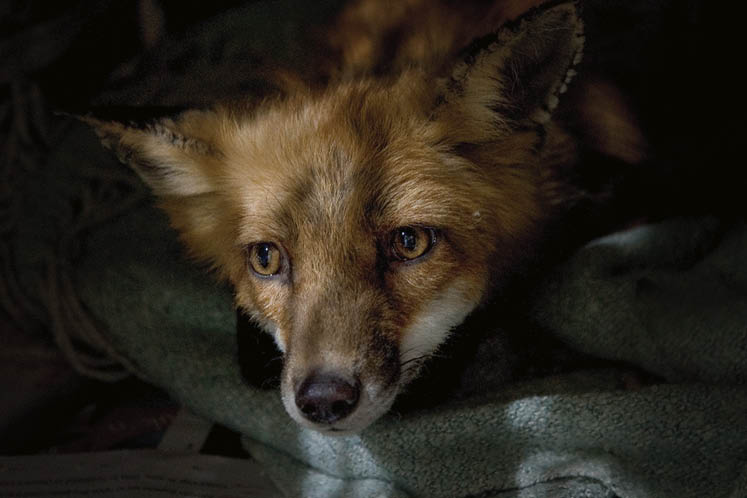 Procyon wildlife rescue ontario