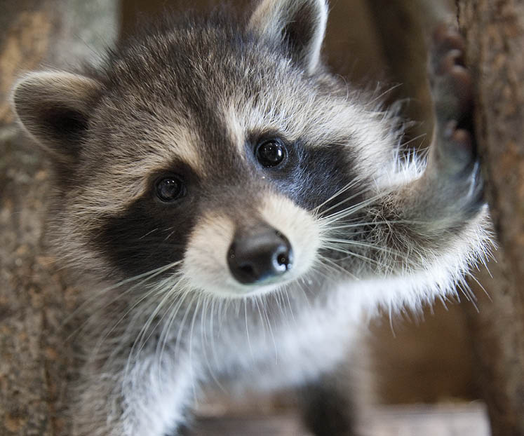 wildlife rescue ontario