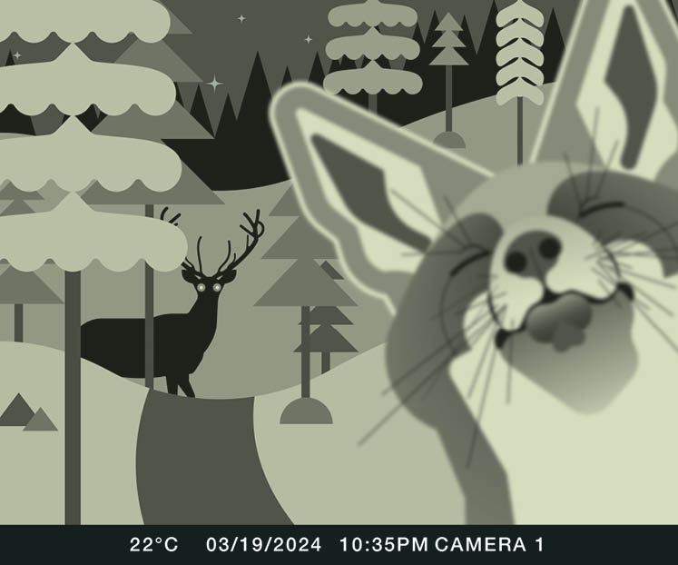 how to set up trail cam