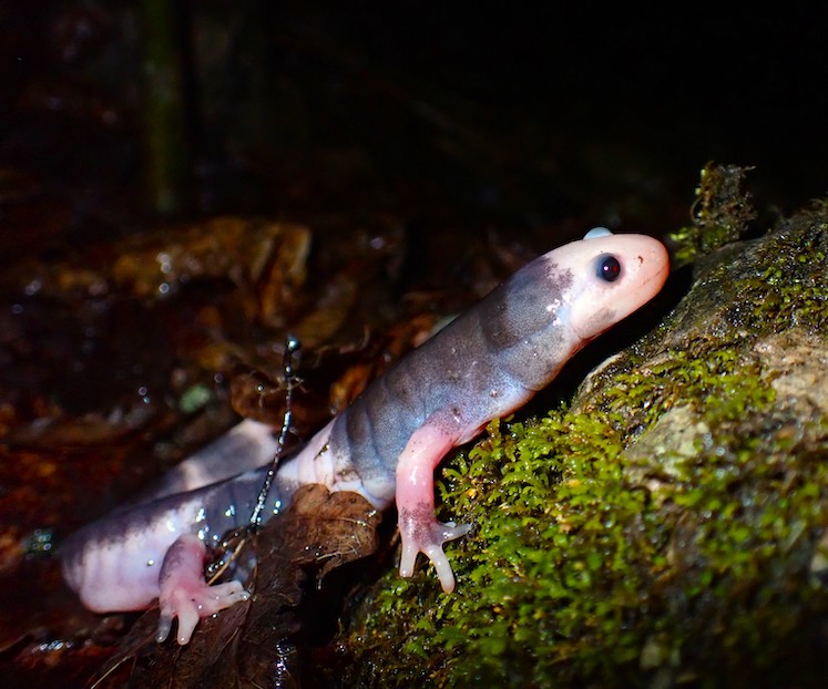 Salamanders Ontario