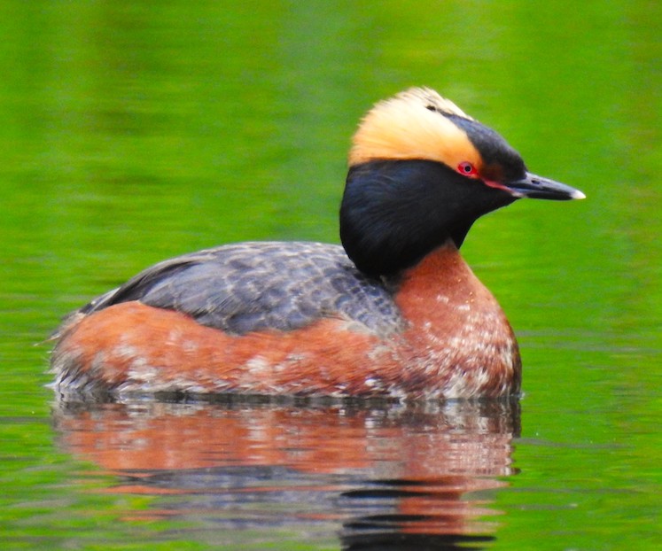 horned grebe ontario birds