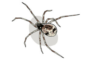 common house spider canada
