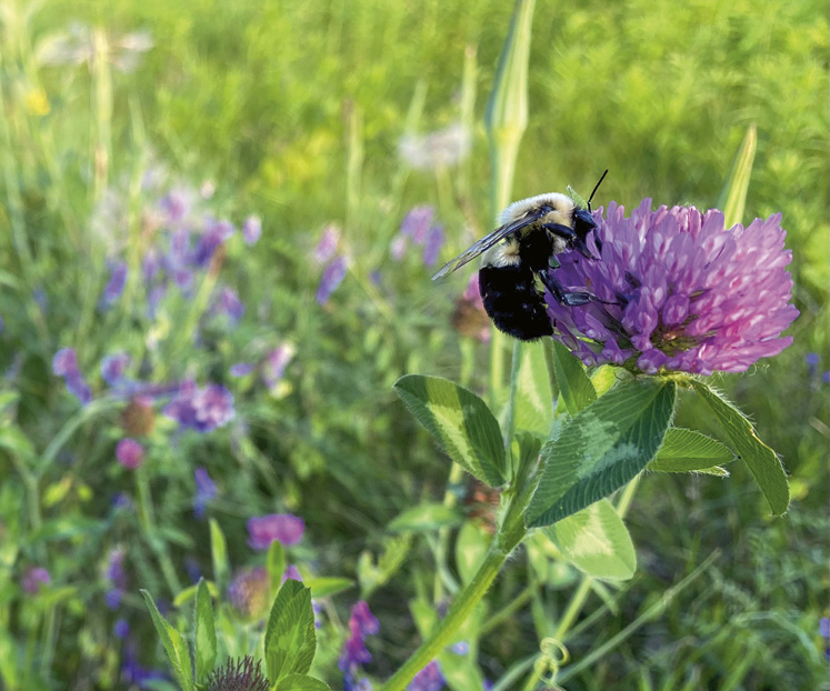 a bumblebee on wild clover flower