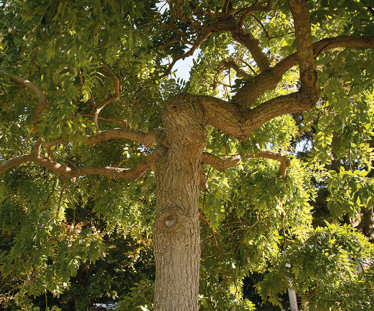 weeping scholar Sophora japonica