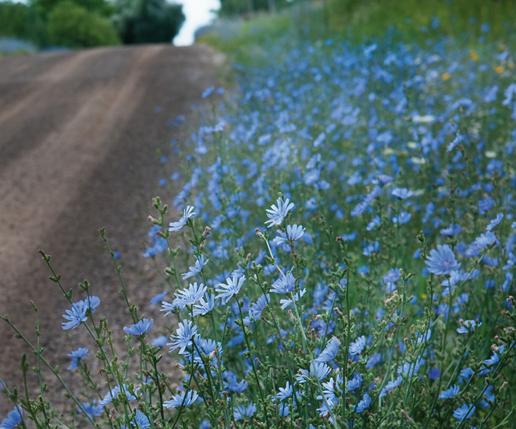 chicory wildflowers ontario