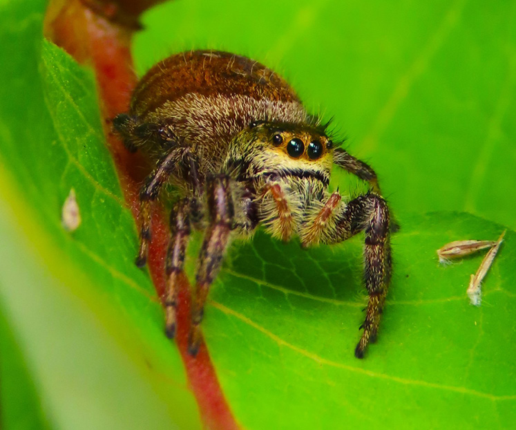 Brilliant jumping spider