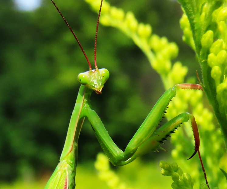 european mantids