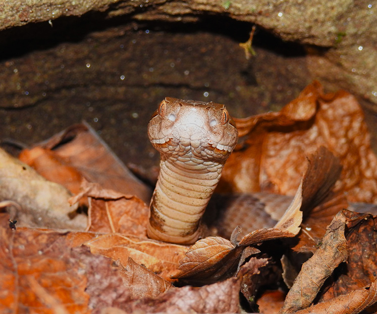 copperhead snake