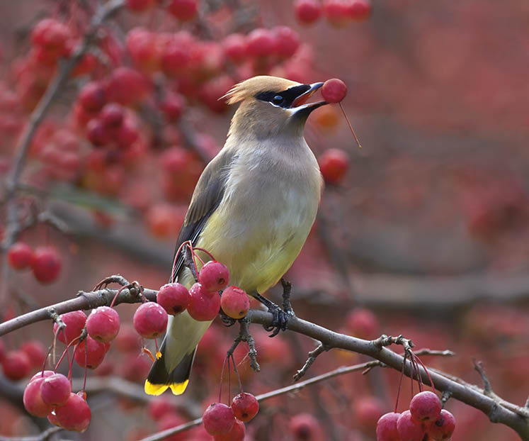 cedar waxwing