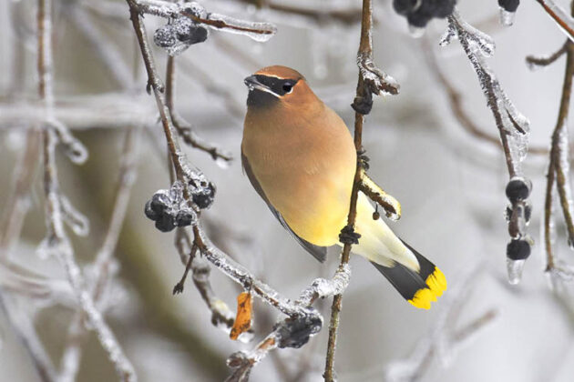 cedar waxwing