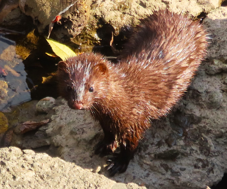 mink picture