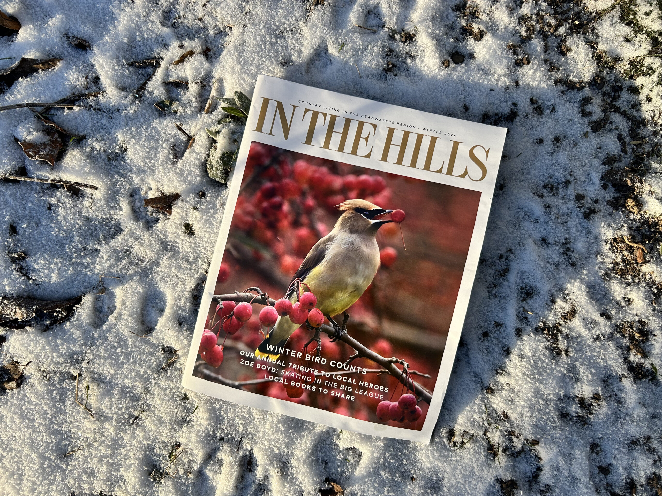 winter newsletter in the hills