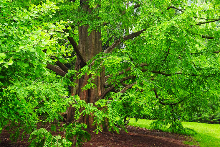 dawn redwood living fossil