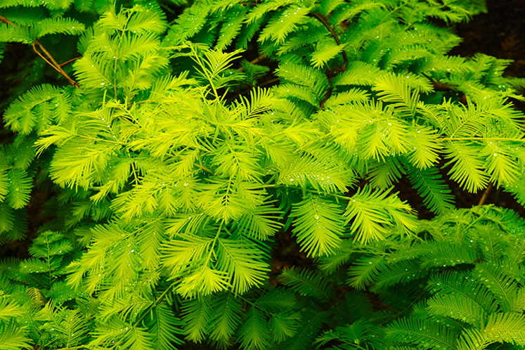 dawn redwood foliage