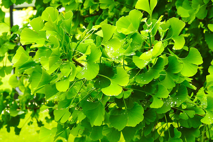 gingko living fossil